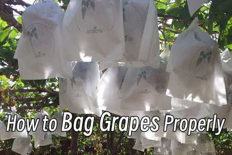 How to Bag Grapes Properly.jpg