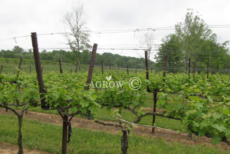 Quality Lyre Trellis System Manufacturer And Supplier From China