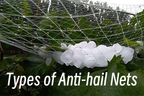 What are the Types of Anti-hail Nets.jpg