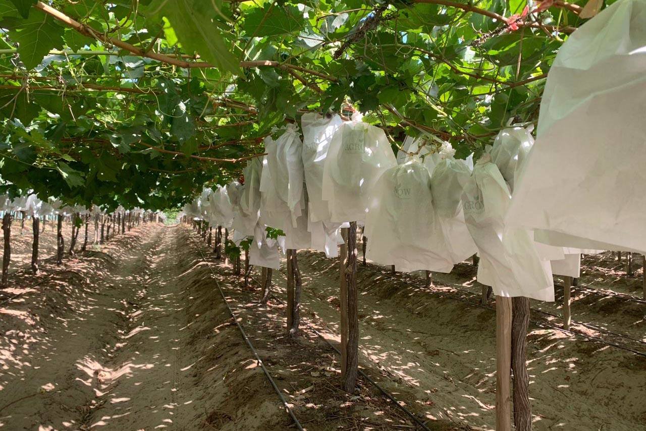 AGROWFruit Bagging Also Improve The Quality Of Wine Grapes