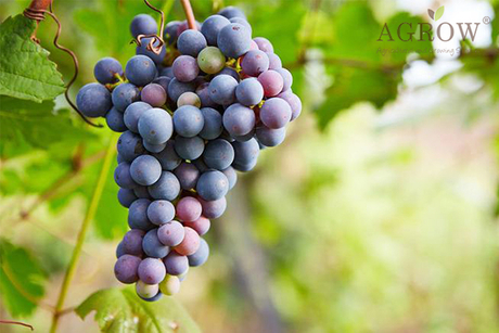 fruit set grapes.jpg